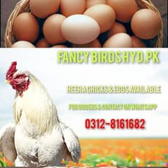 Pure Heera & Mushka Fertile Eggs