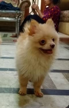 Pomeranian Male  Available vexinated devorm healthy active.