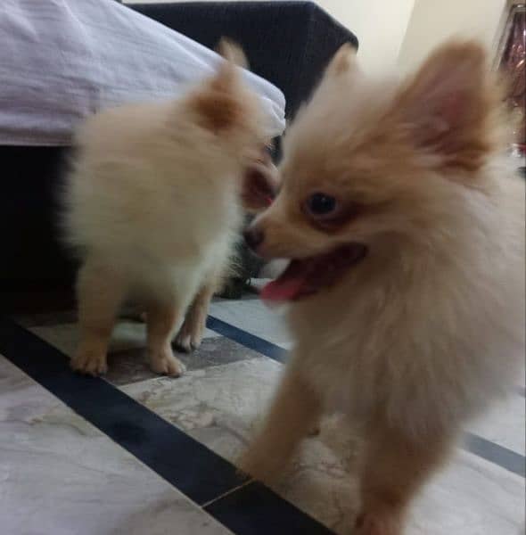 Pomeranian Male pup  Available vexinated devorm healthy active. 1