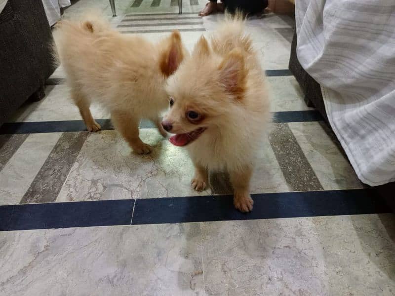 Pomeranian Male  Available vexinated devorm healthy active. 2