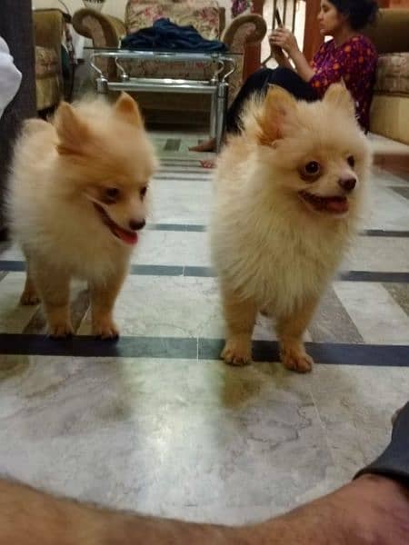 Pomeranian Male  Available vexinated devorm healthy active. 3