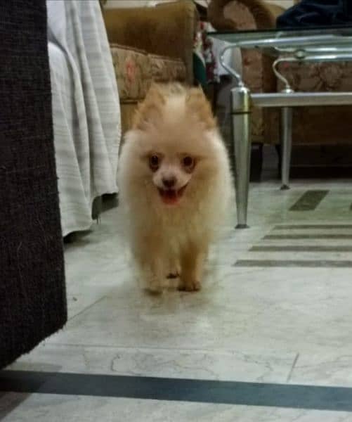 Pomeranian Male  Available vexinated devorm healthy active. 4