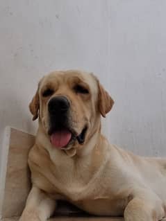 Labrador pedigree available for STUD