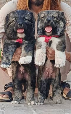 king Alhabai pair 2 month siecorty Dogs For sella