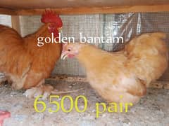 golden bantam pair or white bantam set available