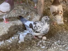 40 Pigeons for sale