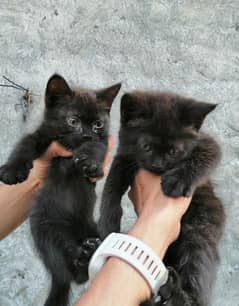 black pure pershion kittens male and female