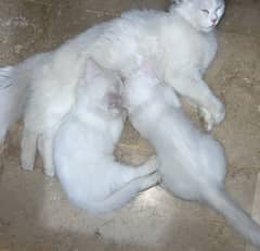 40,000 white persian cat / persian kittens / cat for sale in Multan