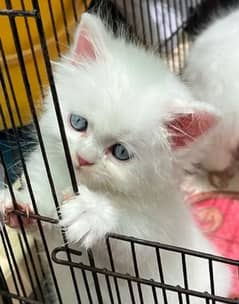 Pareshan cat for sale 2 month age WhatsApp number 03267720525