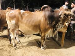 Qurbani cow | Bachra | cholistani bachry | cholistani cow | desi vacha 0