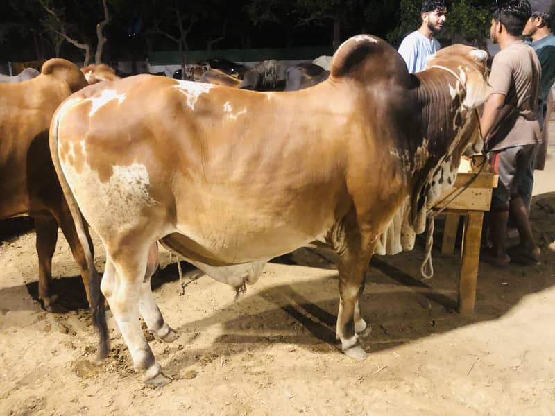 Qurbani cow | Bachra | cholistani bachry | cholistani cow | desi vacha 4