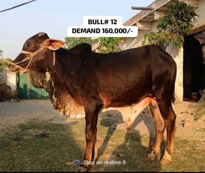 Qurbani k janwer cattle wera bull cow wacha weray wachy 9