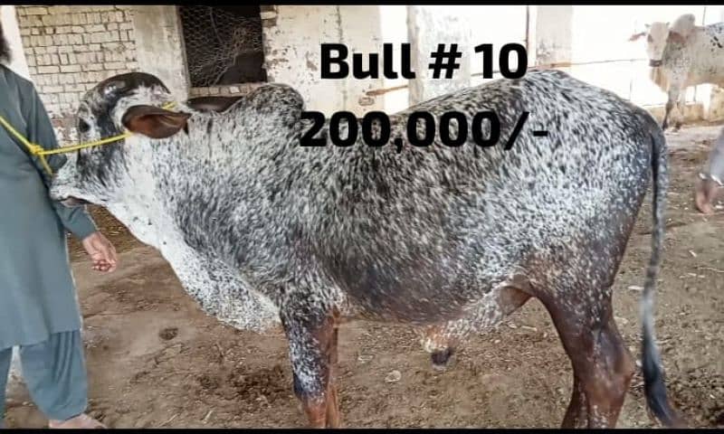 Qurbani 2024 k healthy bull wera cattle wacha cow 03104594900 1