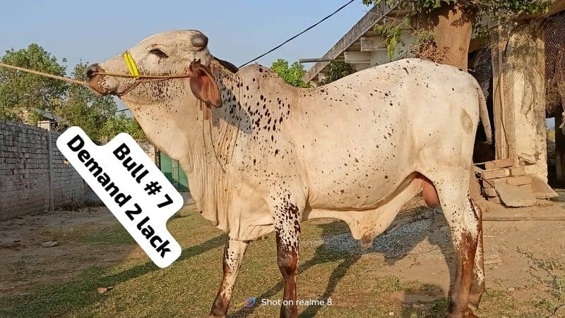 Qurbani 2024 k healthy bull wera cattle wacha cow 03104594900 8