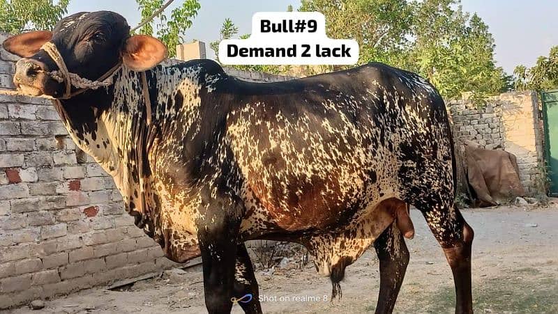 Qurbani 2024 k healthy bull wera cattle wacha cow 03104594900 9