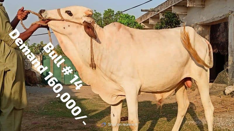 Qurbani 2024 k healthy bull wera cattle wacha cow 03104594900 10