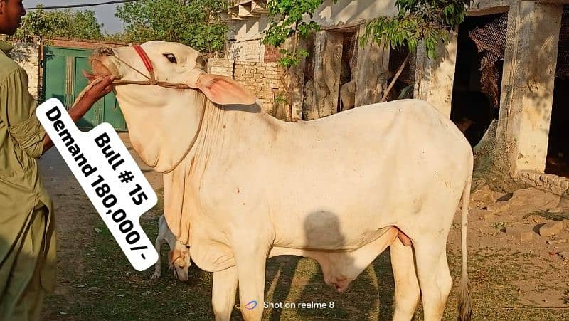 Qurbani 2024 k healthy bull wera cattle wacha cow 03104594900 11