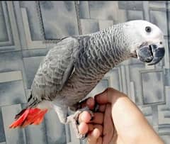 Gray parrot self/ 03156376925