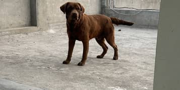 chocolate male labradour fully trained