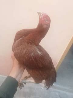 Pure Sindhi Aseel hen for sell