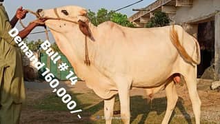 Qurbani 2024 k cattle wera bull cow wacha weray wachy 03104594900