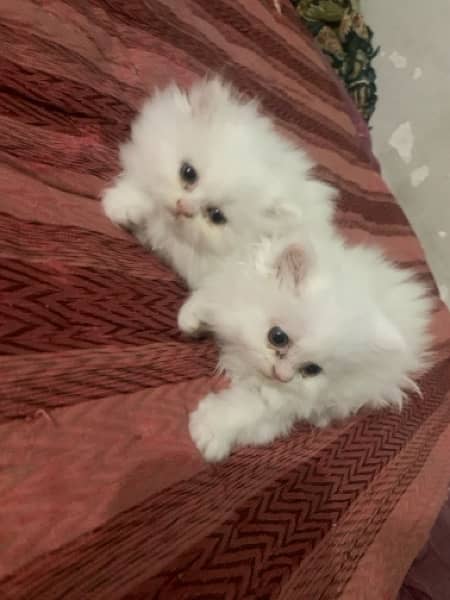 pair of persian cat 2 months baby 0