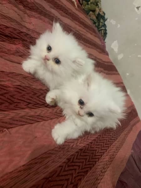 pair of persian cat 2 months baby 1
