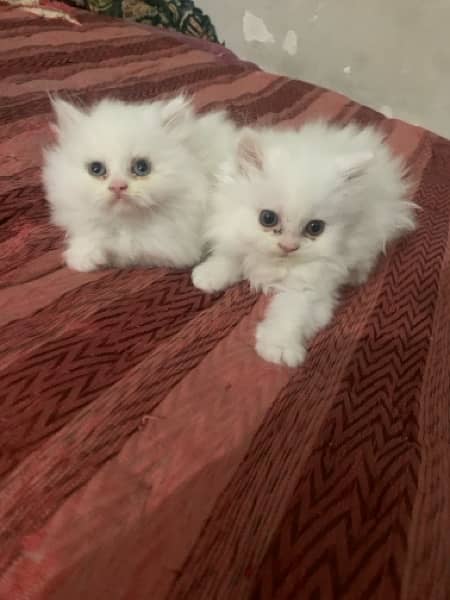 pair of persian cat 2 months baby 2