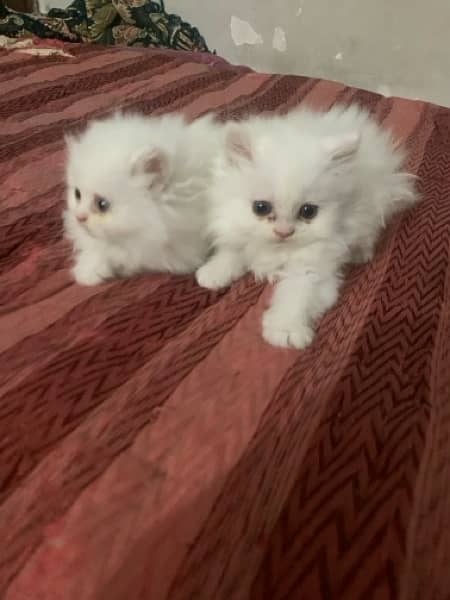 pair of persian cat 2 months baby 3