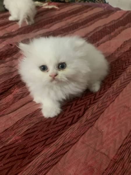 pair of persian cat 2 months baby 4
