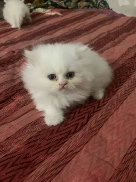 pair of persian cat 2 months baby 5
