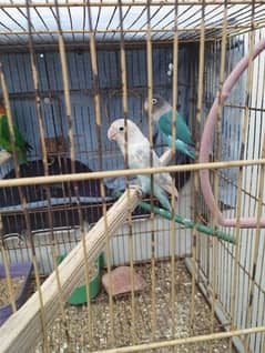 Love birds for sale with cage