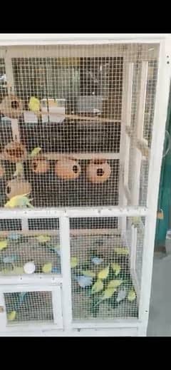 Budgies parrot Adult pair 80+ breeding pairs with cage