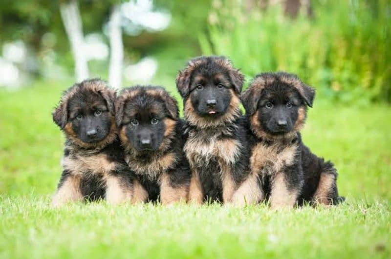 German Shepherd long coat puppies 0