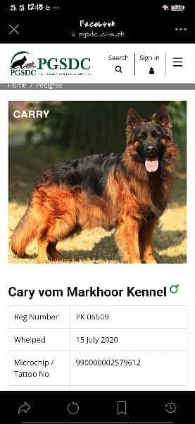 German Shepherd long coat puppies 5