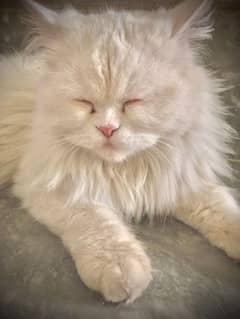 Punch face Persian cat for sale