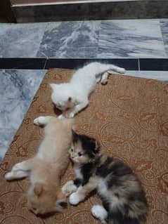 persian kittens pair