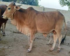 Bachra | Heifers | Cows for sale