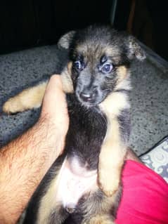 Selling my German shepherd female only (32) day old