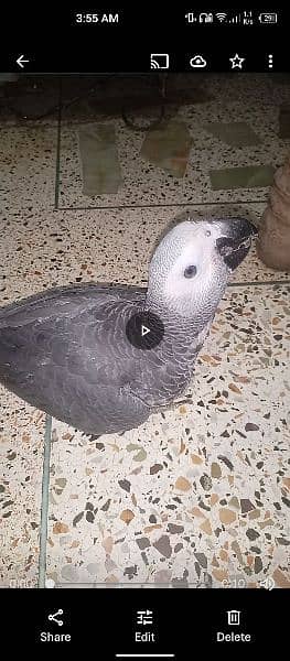 Grey Parrot Self Chick 0