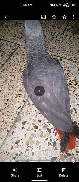 Grey Parrot Self Chick 1