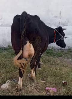 cow verhi dondi pragnent 8.5 month