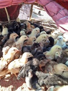 Pure Desi Chicks 1 Month old Available