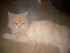 Persian cat for sale