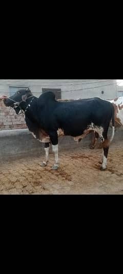 bull Karas Sahiwal washa