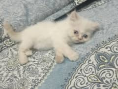 Tow double cout cute persion kittens for sale