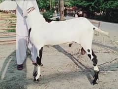 rajanpur bakra argent for sale Whatsapp on 0327,9583582