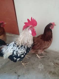 Golden Misri hens full healthy & active  100% daily eggs lying