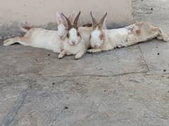 Pairs of Rabbits Rs/600