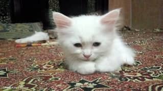 Cat Baby Persian
